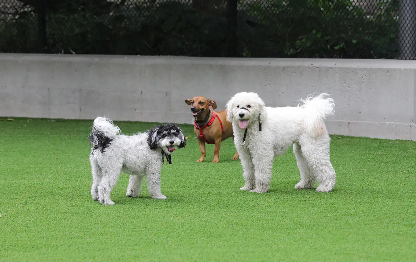 dogs playing on commercial artificial grass